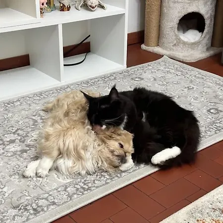 Apartament Comfortable In A Pet-friendly
